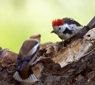 Hawfinch (Coccothraustes coccothraustes)-IMG_3873.jpg