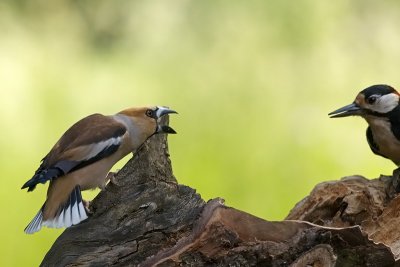 Hawfinch (Coccothraustes coccothraustes)-IMG_3904.jpg