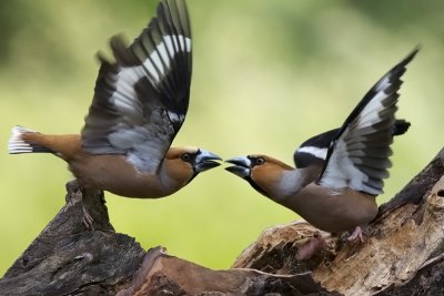 Hawfinch (Coccothraustes coccothraustes)-IMG_3925.jpg