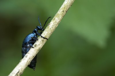IMG_3988.jpg