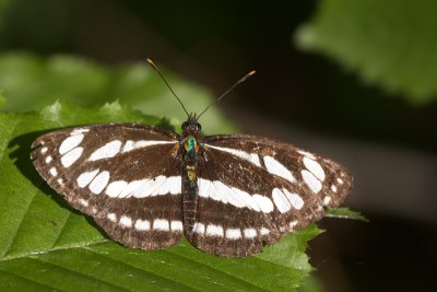 Common Glider (Neptis sappho)-IMG_4023.jpg