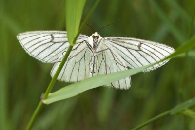 Black-veined Moth (Siona lineata)-IMG_4151.jpg