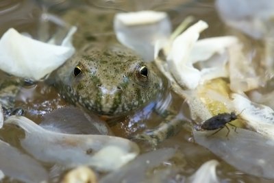 Fire-bellied Toad (Bombina bombina)-IMG_4157.jpg