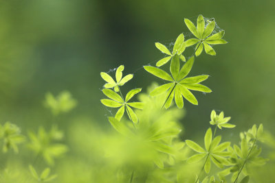 Galium odoratum (Woodruff (Galium odoratum)-IMG_4200.jpg