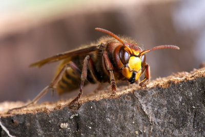 Hornet (Vespa crabro)-IMG_4217.jpg