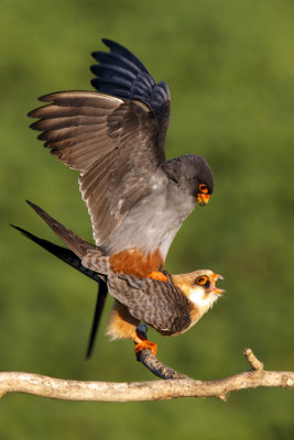 Red-footed Falcon (Falco vespertinus)-IMG_4384.jpg