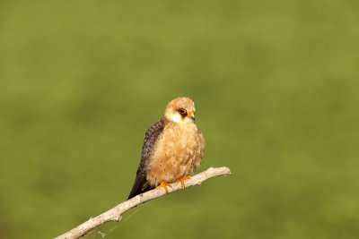 Red-footed Falcon (Falco vespertinus)-IMG_4470.jpg