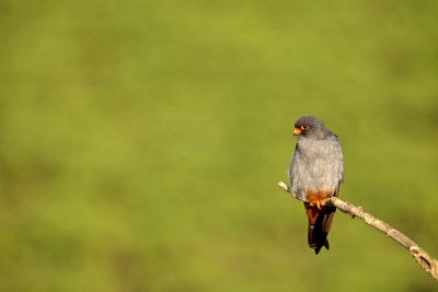 Red-footed Falcon (Falco vespertinus)-IMG_4478.jpg