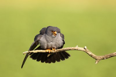 Red-footed Falcon (Falco vespertinus)-IMG_4499.jpg