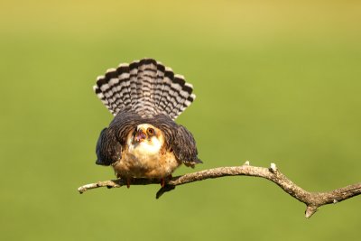 Red-footed Falcon (Falco vespertinus)-IMG_4550.jpg