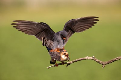Red-footed Falcon (Falco vespertinus)-IMG_4576.jpg