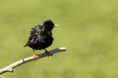 Starling (Sturnus vulgaris)-IMG_4659.jpg