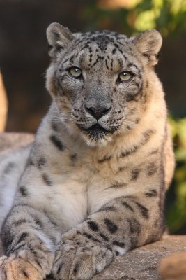 Snow Leopard