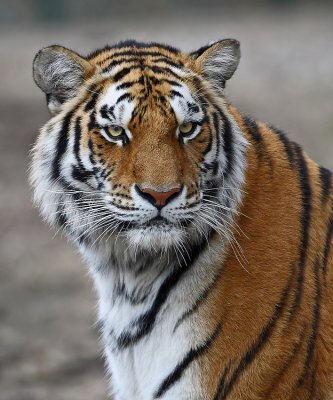 Amur Tiger