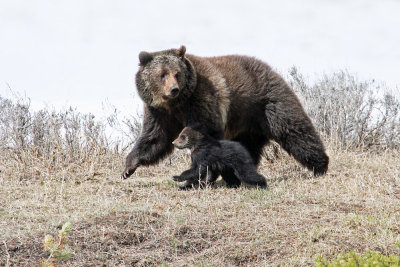 Mother Grizzly and cub