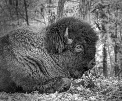 Bison  B&W