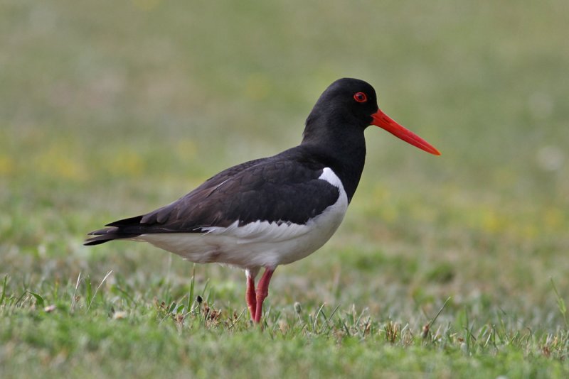 Eurasian Oystercatcher (Haematopus ostralegus) - strandskata