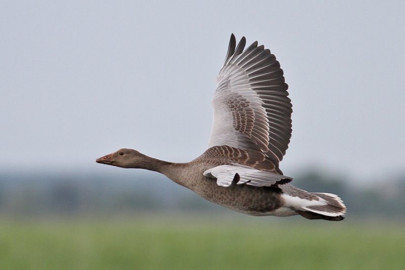 Greylag Goose (Anser anser) - grgs