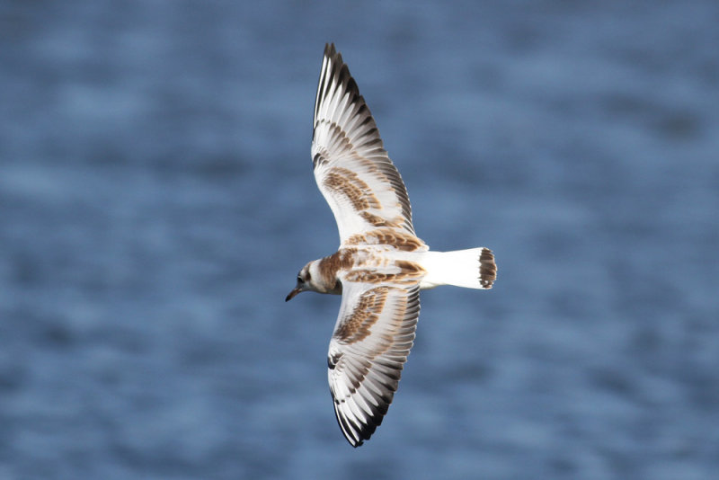 Black-headed Gull (Larus ridibundus) - skrattms