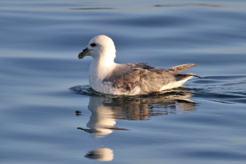 Northern Fulmar (Fulmarus glacialis) - stormfgel