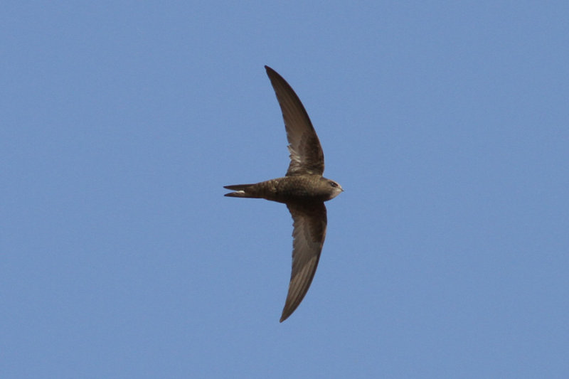 Common Swift (Apus apus pekinensis) - tornseglare