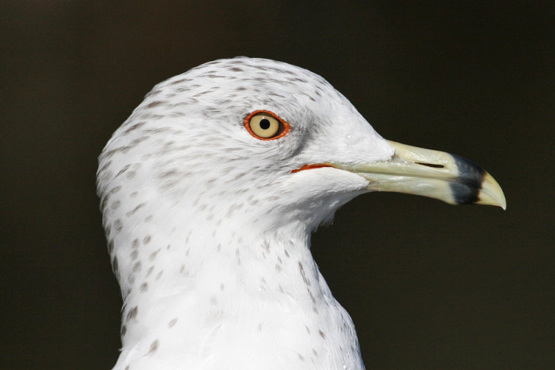 Ring-billed Gull (Larus delawarensis)