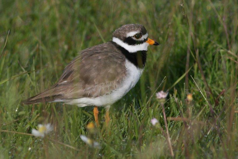 Ringed Plover (Charadius hiaticula) - strre strandpipare