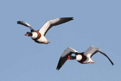 Common Shelduck (Tadorna tadorna)