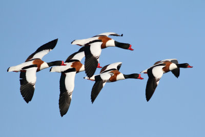 Common Shelduck (Tadorna tadorna)