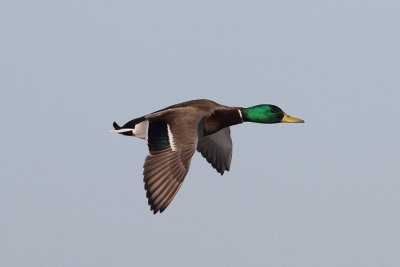 Mallard (Anas platyrhynchos)