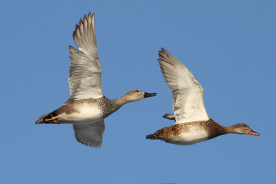 Gadwall (Anas strepera)