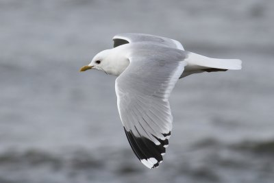 Common Gull (Larus c. canus) - fiskms