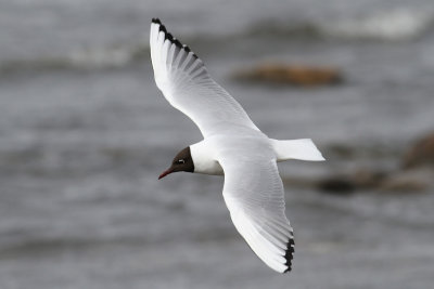 Black-headed Gull (Larus ridibundus) - skrattms