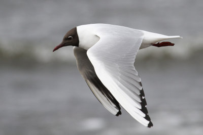 Black-headed Gull (Larus ridibundus) - skrattms