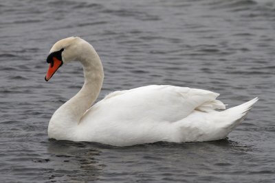 Mute Swan (Cygnus olor)