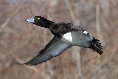 Tufted Duck (Aythya fuligula) - vigg