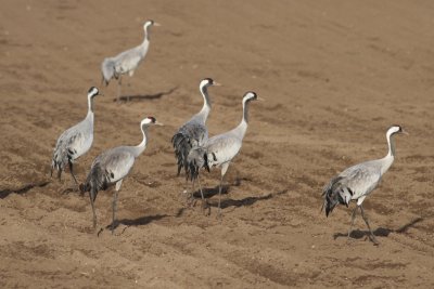 Common Crane (Grus grus)