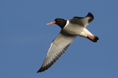 Eurasian Oystercatcher (Haematopus ostralegus)