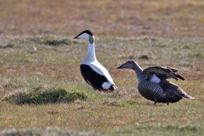 Common Eider (Somateria mollissima) - ejder