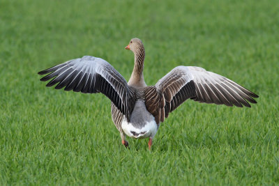 Greylag Goose (Anser anser) - grgs