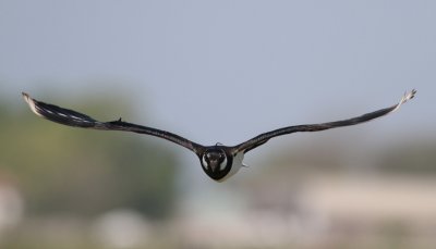 Northen Lapwing (Vanellus vanellus) - tofsvipa