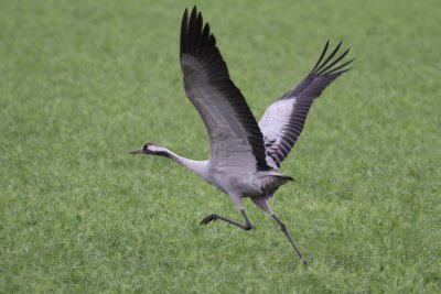 Common Crane (Grus grus)