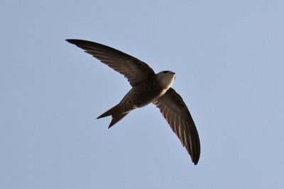 Pallid Swift (Apus pallidus) - blek tornseglare