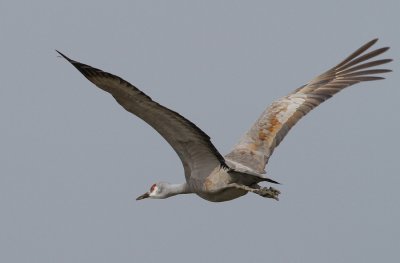 Sandhill Crane (Grus canadensis)