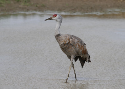 Sandhill Crane (Grus canadensis)