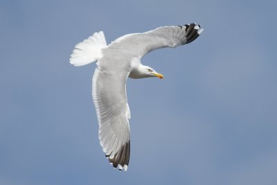 Herring Gull (Larus argentatus) - grtrut