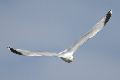 Herring Gull (Larus argentatus) - grtrut