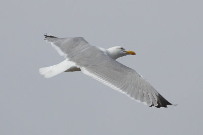 Herring Gull (Larus argentatus) - grtrut