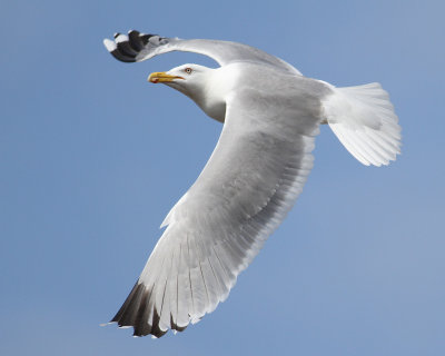 Herring Gull (Larus argentatus) - grtrut