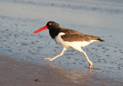 American Oystercatcher (Haematopus palliatus) - amerikansk strandskata